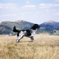 Picture of mitze of houndbrae,  large munsterlander standing on dry landscape grass