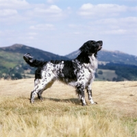 Picture of mitze of houndbrae, large munsterlander standing on dry landscape grass