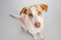 Picture of Mixed-breed dog in studio.