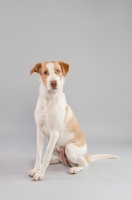 Picture of Mixed-breed dog sitting in studio.