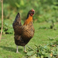 Picture of mixed breed bantam, partridge colour