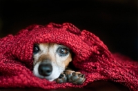 Picture of mixed breed Chihuahua cross Italian Greyhound under blanket