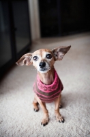 Picture of Mixed breed: Chihuahua x Italian greyhound