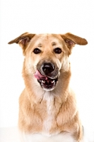 Picture of mixed breed dog licking lips