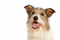 Picture of mixed breed dog looking up