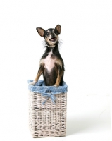 Picture of mixed breed dog on basket, on white background