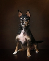 Picture of mixed breed dog on brown background