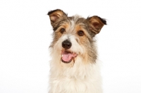 Picture of mixed breed dog on white background