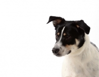 Picture of mixed breed dog portrait on white background