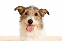 Picture of mixed breed dog portrait