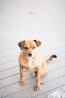 Picture of Mixed breed dog sitting on deck