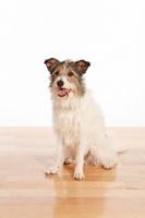 Picture of mixed breed dog sitting on wooden floor