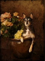 Picture of mixed breed dog with flowers
