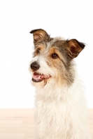 Picture of mixed breed dog