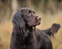 Picture of Mixed breed gundog