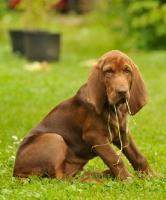 Picture of mixed breed hound puppy