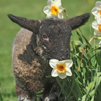 Picture of mixed breed lamb sniffing daffodil, baby