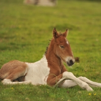 Picture of mixed breed pony foal