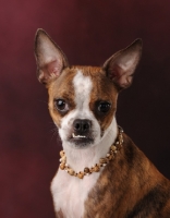 Picture of mixed breed portrait