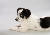 Picture of Mixed breed puppy in studio, looking bashful.
