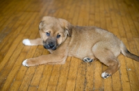 Picture of Mixed breed puppy lying on hardwood floor.