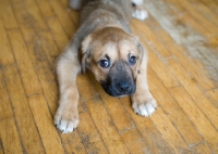 Picture of Mixed breed puppy lying on hardwood floor.