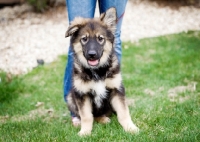 Picture of Mixed breed puppy sitting at owner's feet.