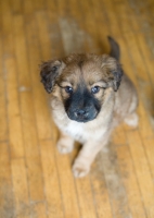 Picture of Mixed breed puppy sitting on wood floor looking up at camera.