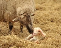Picture of mixed breed sheep and lamb