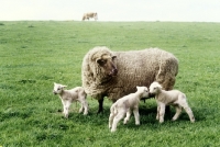 Picture of mixed breed sheep, ewe and three lambs, triplets