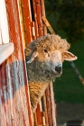 Picture of Mixed breed sheep poking his head out a barn door.