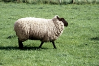 Picture of mixed breed sheep walking