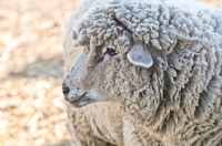 Picture of mixed breed sheep