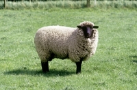 Picture of mixed breed sheep,