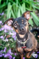 Picture of mixed breed sitting in purple flowers