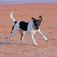 Picture of mixed breed terrier