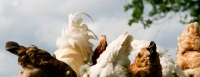 Picture of Mixed flock of chickens, tails only
