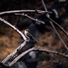Picture of mockingbird on james island, galapagos islands