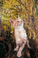 Picture of moggie cat amongst shrubbery