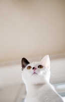 Picture of moggie cat