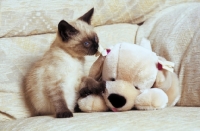 Picture of Moggie with Colourpoint Markings sitting on sofa with cuddly toy