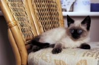 Picture of Moggie with Colourpoint Markings lying on a chair