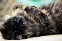 Picture of moggy cat lying on back