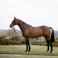 Picture of monbra, famous winning hunter, posed