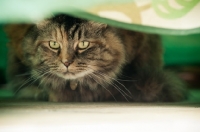 Picture of mongrel cat under table cloth