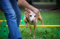 Picture of mongrel dog clearing an hurdle guided by trainer