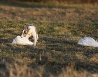 Picture of mongrel dog in field pulling cloth