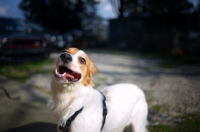 Picture of mongrel dog looking at camera with a funny face