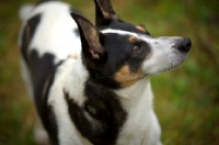 Picture of mongrel dog looking up