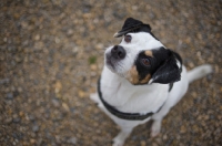 Picture of mongrel dog looking up